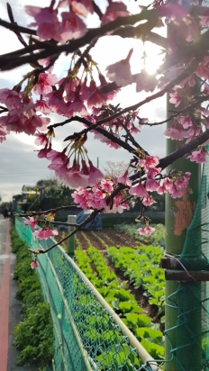 Cherry blossoms in Yang Ming Shan, Taiwan.